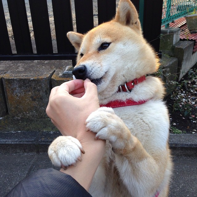 _森林狼队内部磨合日益成熟,季后赛希望升起_,森林狼队阵容