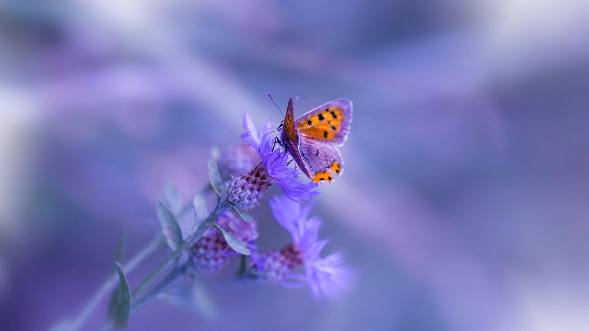 德甲最佳战术崭露头角,精彩反击频频奏响,德甲最佳十一人