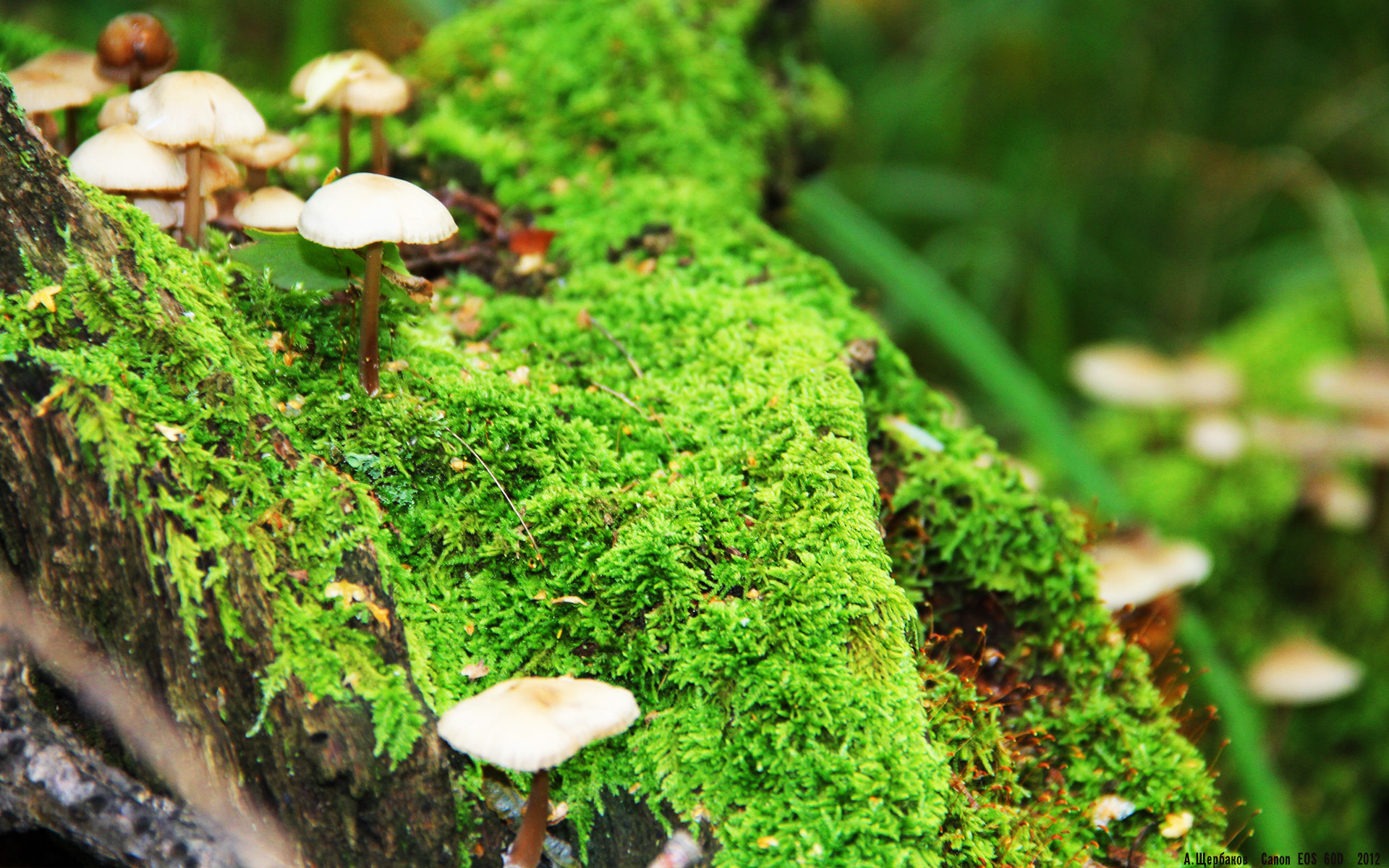 粉丝自制:创意赛车配饰大赏,赛车制作手工