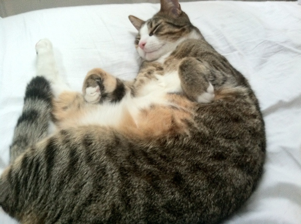 九游sports-篮球职业联赛品牌形象塑造成效明显，篮球队品牌