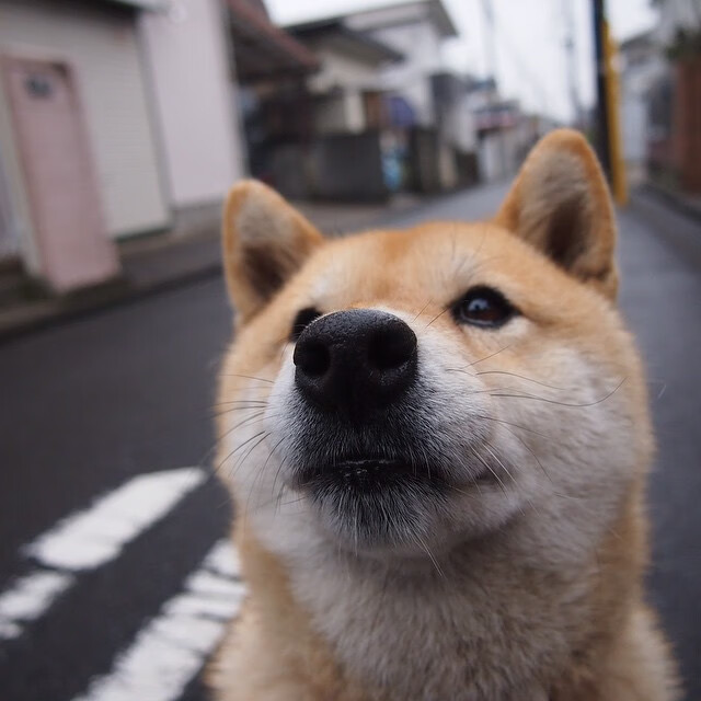 NBA球队后卫线组合分析，nba后卫球员名单大全