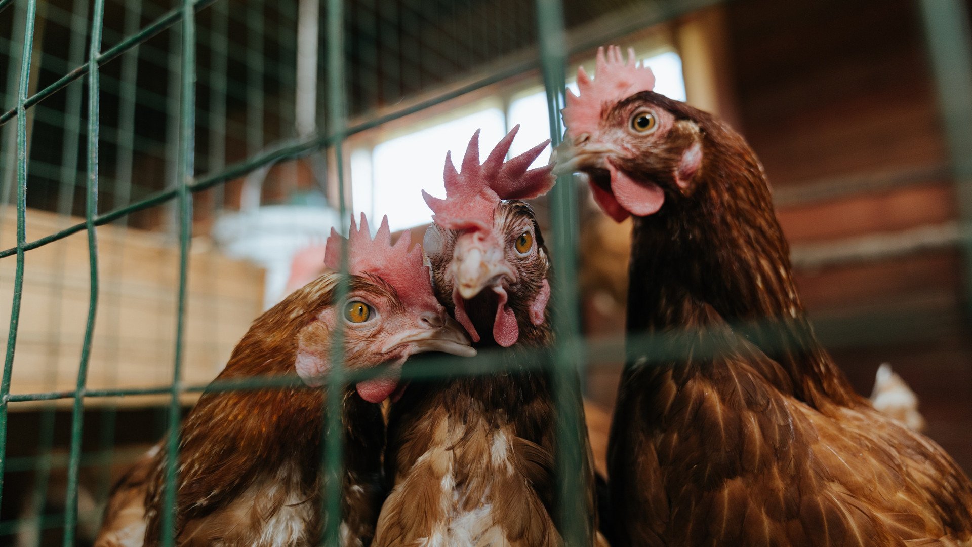NBA球队核心球员依赖程度与战绩波动分析,nba球队底蕴