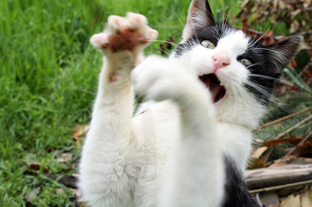 九游游戏中心-中国篮球联赛品牌塑造与粉丝互动策略研究，篮球粉丝排行榜