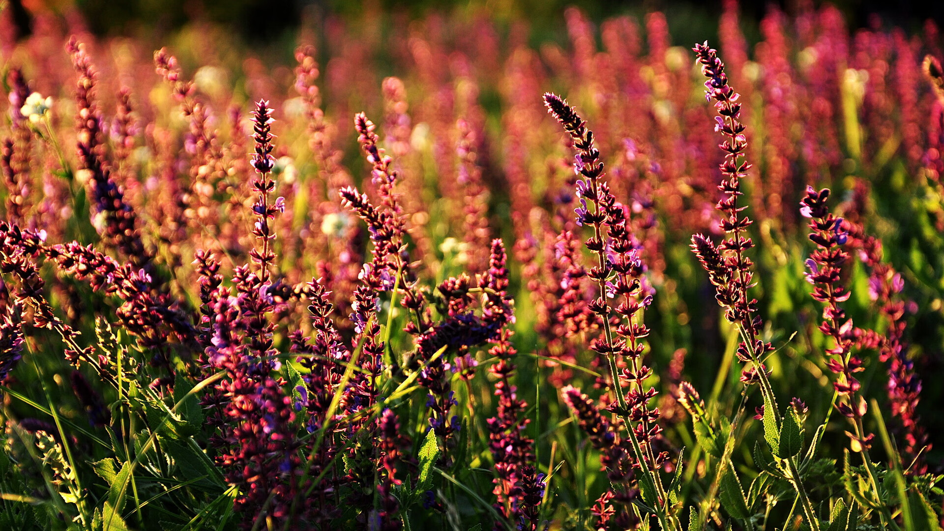 中国篮球联赛品牌塑造与粉丝互动策略研究，篮球粉丝排行榜