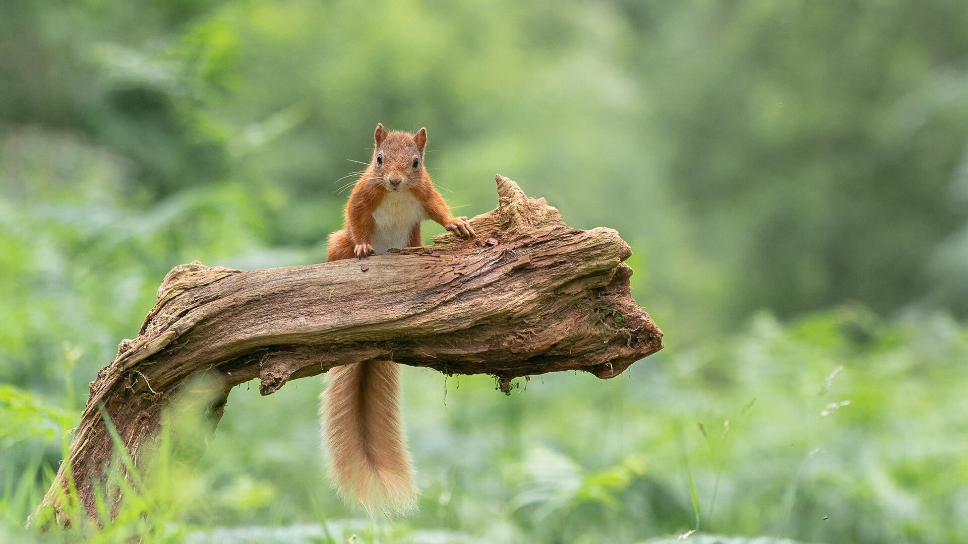 球队化学反应:战术体系与俱乐部文化结合,足球世界化学反应什么意思