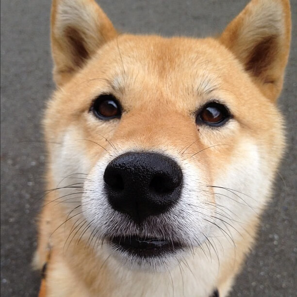 德国队在2024年混合团体世界杯的关键战役,德国队在2024年混合团体世界杯的关键战役有哪些