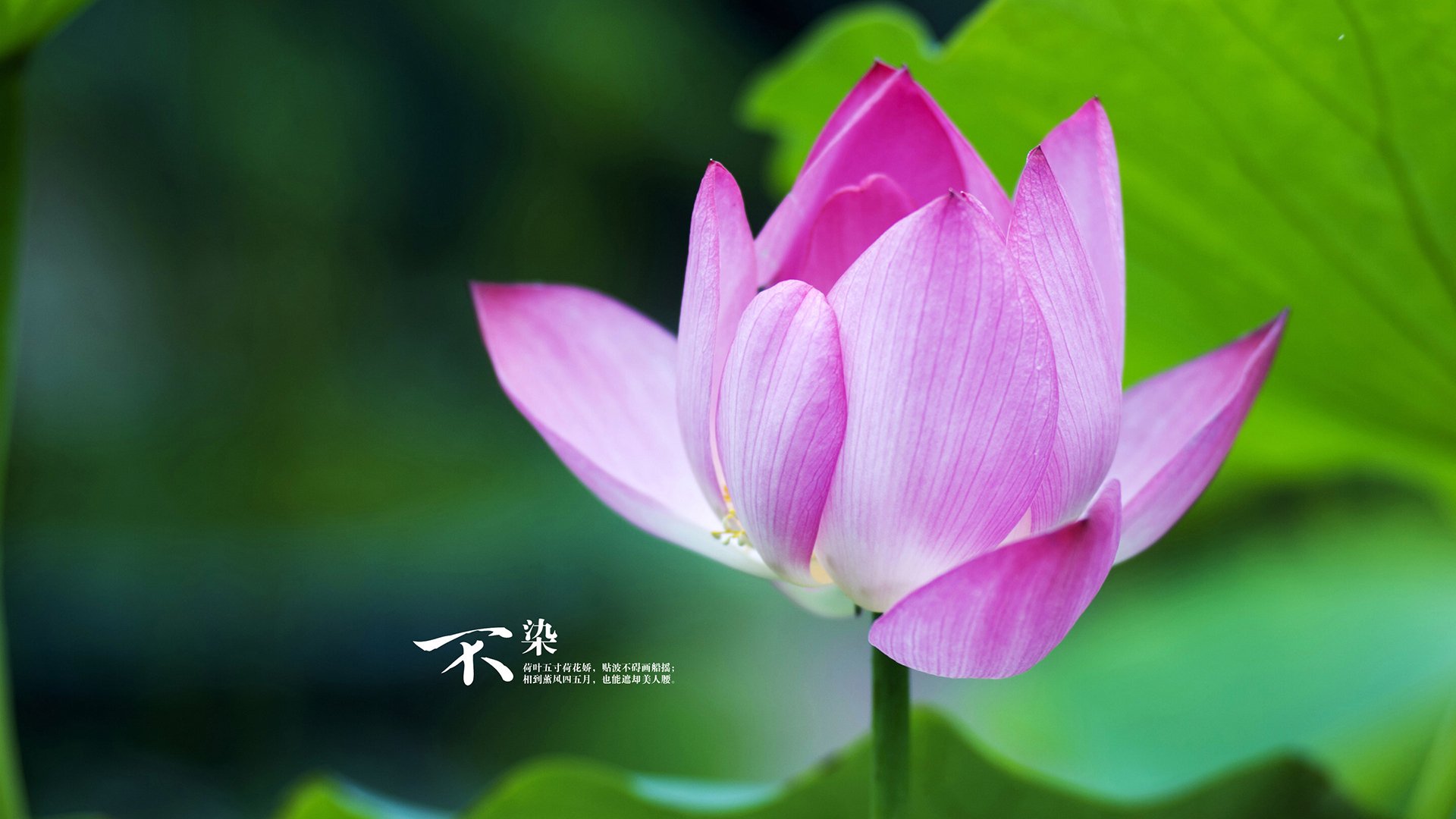 广东队内线支柱缺阵影响攻防节奏,广东队进攻战术