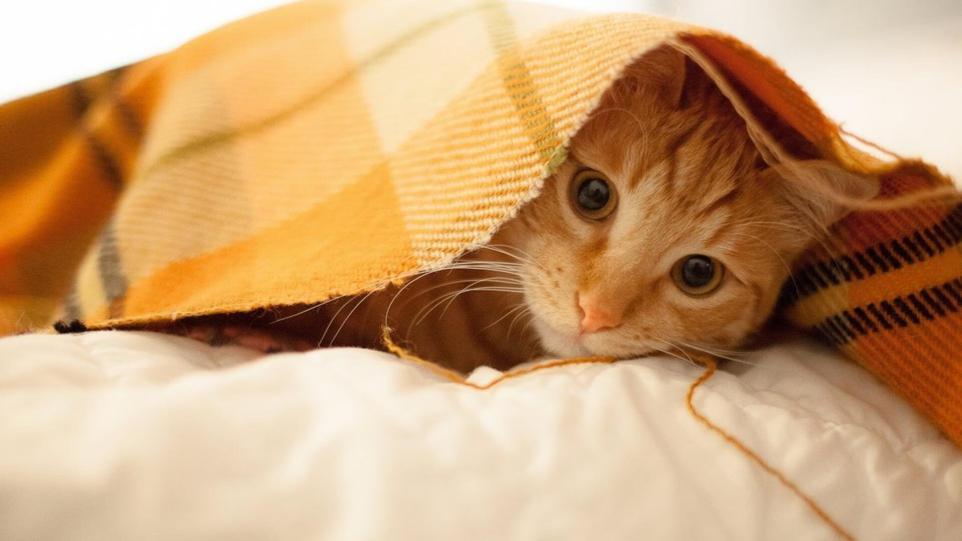 新疆男篮新赛季注重培养后备力量提升竞争力,新疆男篮现在集训情况如何