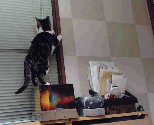 解析埃及赛制：如何提升本土赛事的国际影响力，埃及队的比赛