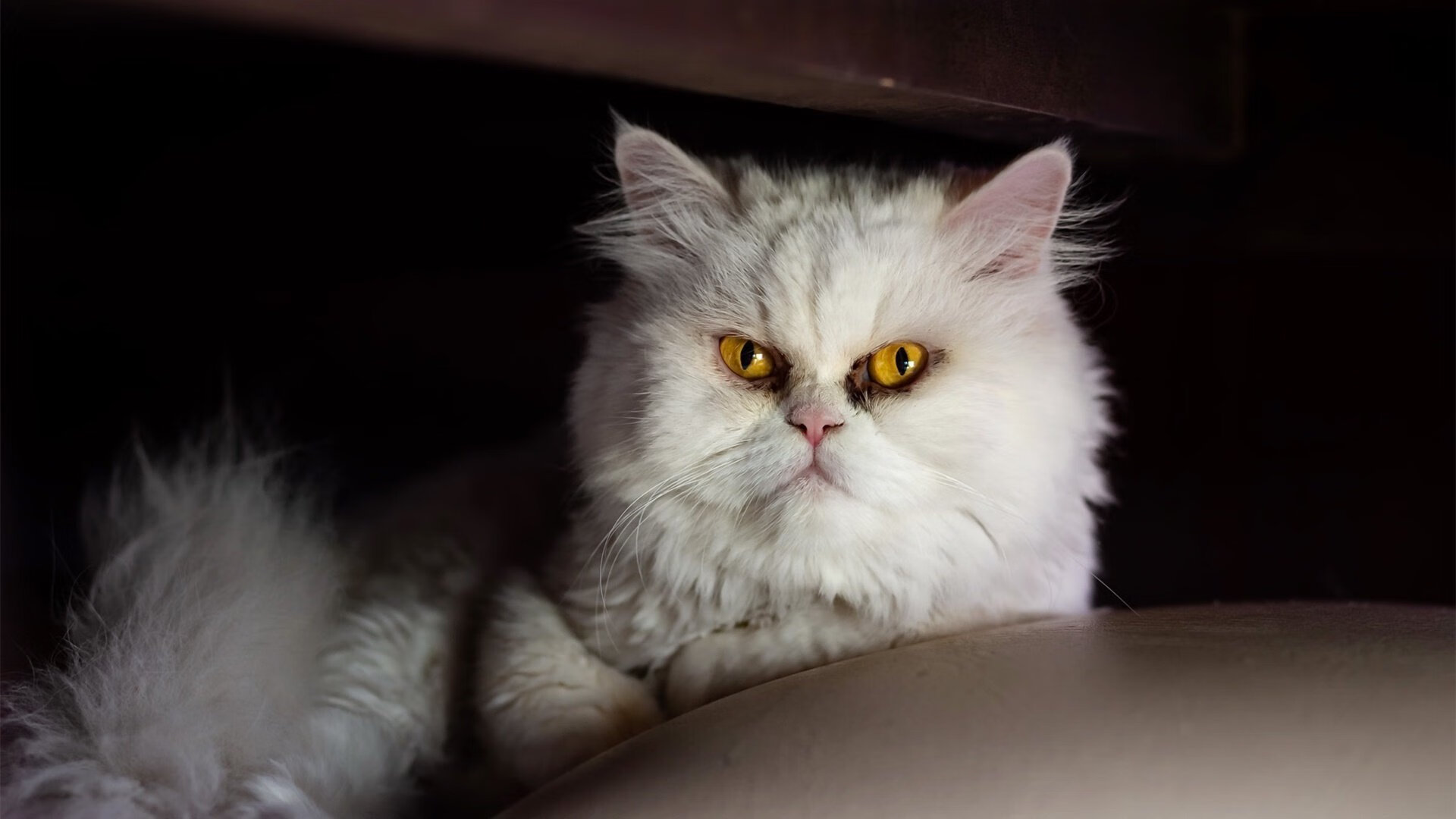 九游网-世界杯基于AI的裁判辅助系统，世界杯裁判名单公布