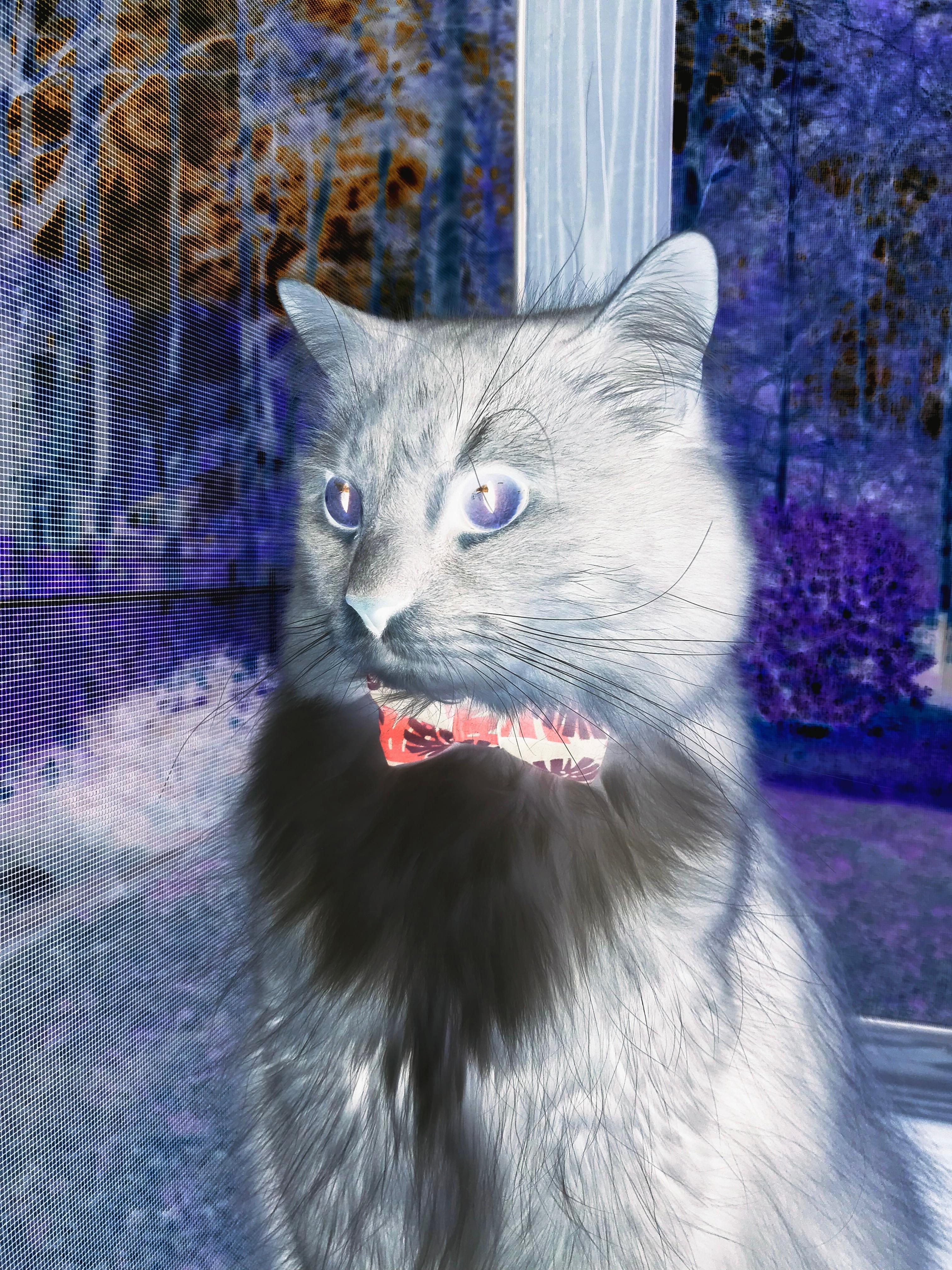 南非女泳将展现速度与技巧，南非游泳王妃