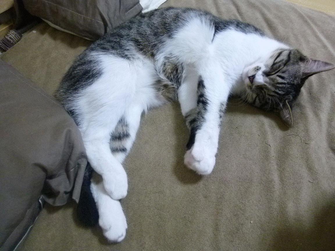 九游app下载中心-国际田径锦标赛新纪录诞生，国际田径项目