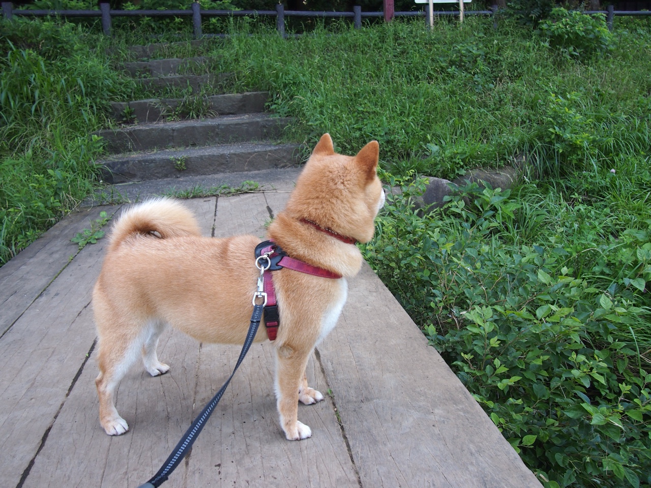 国际比赛中加入全景直播技术,带来沉浸式观赛体验,全景视频直播