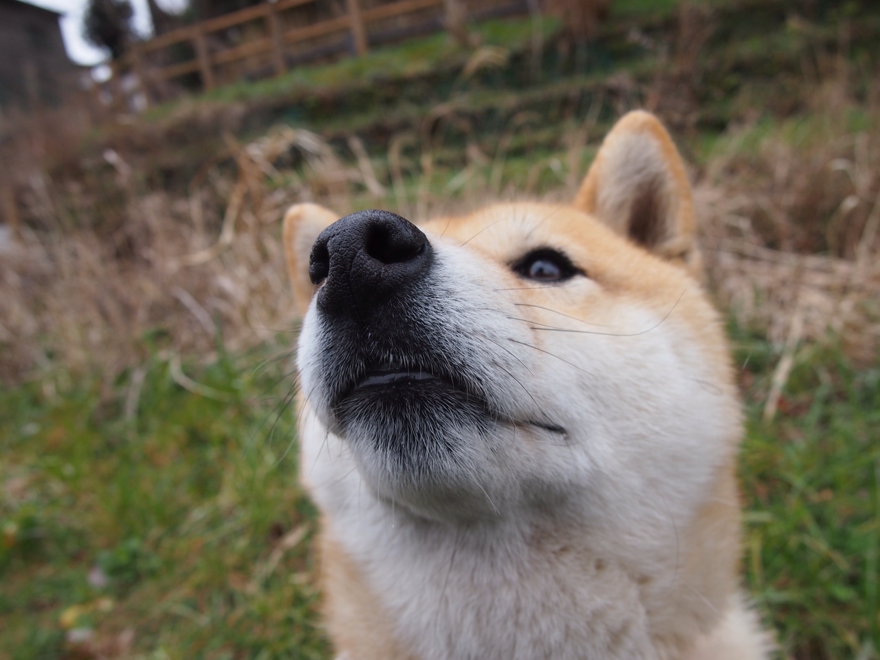 新兴女子橄榄球市场吸引力巨大，英格兰女队成最大赢家，女子橄榄球队排名