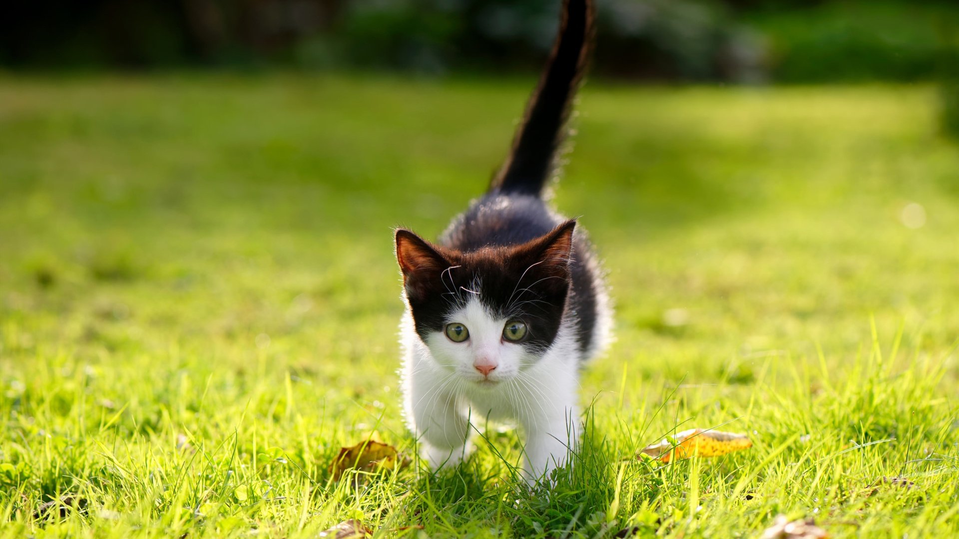 九游官网下载电脑版-李亚杰与程子龙默契配合成夺冠关键，李亚杰老婆