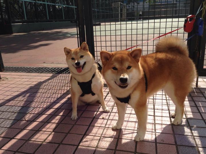 九游app官网下载-法甲实力崭露：新星崛起，强者争雄！，法甲新赛季